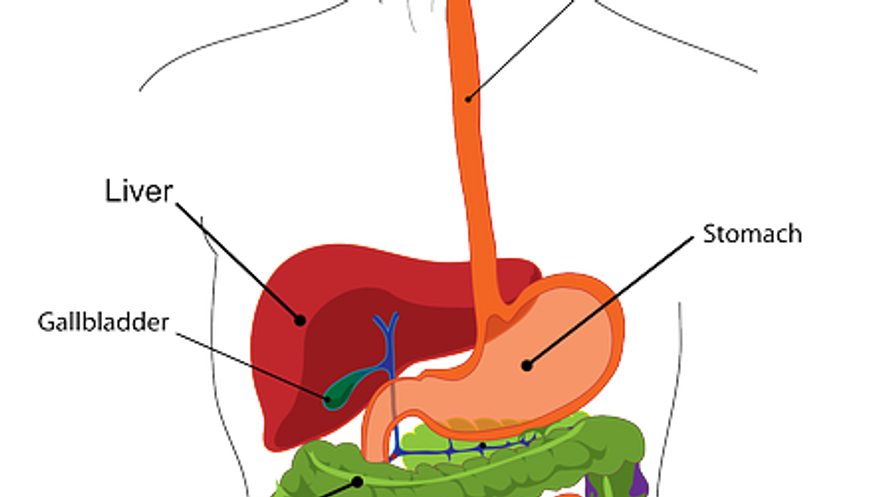 Gut health